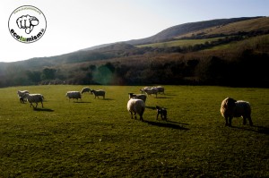 Burren Ecotourism