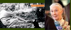 Jane Goodall