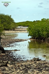 Senegal manglar