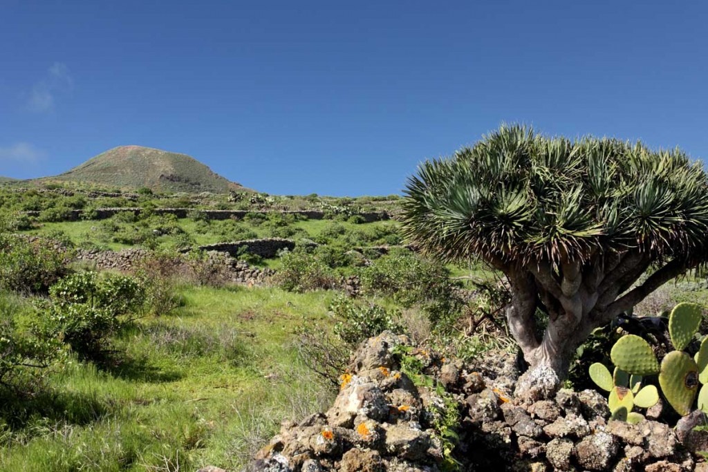 permacultura en Canarias