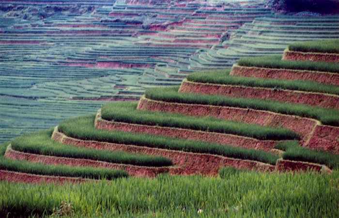 César Berrueco  Campo de arroz en el noroeste de Vietnam. Creo que para hacer turismo responsable hay que pensar a pequeña escala, utilizando bienes y servicios locales y de escala familiar. Este tipo de turismo, preferentemente en grupos pequeños permite interactuar con la población local y generar recursos en las comunidades que se visitan.