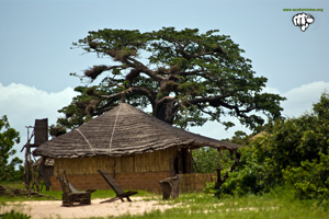 La costa de Senegal: conservación y protección de un ECOSISTEMA VITAL amenazado 2/2