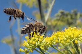 El uso de pesticidas puede acabar con las ABEJAS y su necesaria POLINIZACIÓN