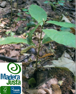 MADERA JUSTA conmemora el Año Internacional de los Bosques