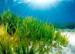 Salvemos la POSIDONIA OCEÁNICA de Formentera