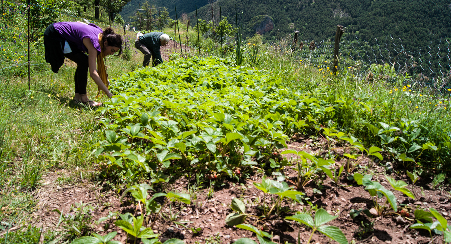 slow agricultura ecológica