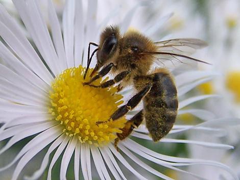 La PERMAPICULTURA llega a España: el arte de darle todo el protagonismo a las abejas