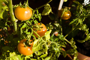 El TOMATE ECOLÓGICO, un compañero de viaje perfecto en verano