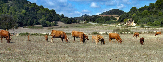 Denominaciones de origen y razas autóctonas: los casos de Mahón-Menorca e Idiazabal